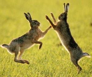 yapboz iki tavşan atlama